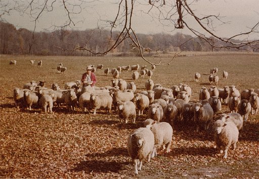 Nell Hollenbeck and her sheep.